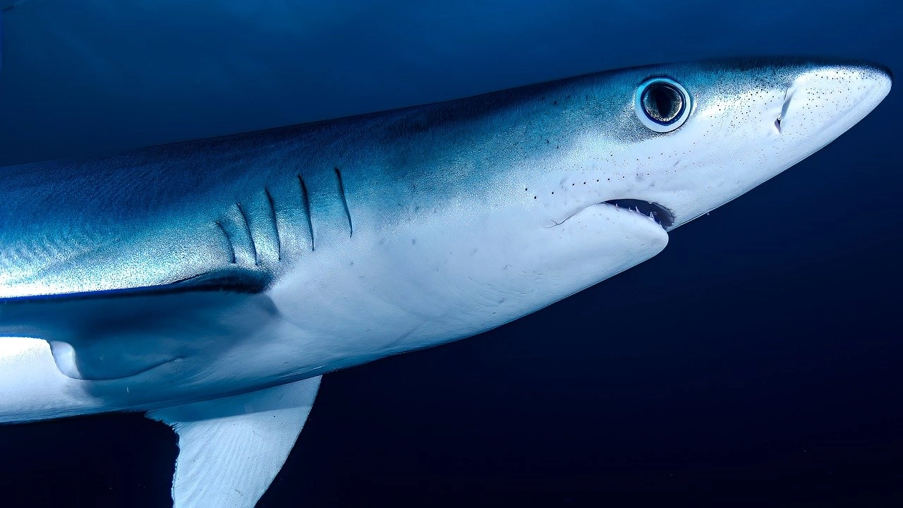 Un esemplare di 'squalo naso aguzzo' (Pixabay)