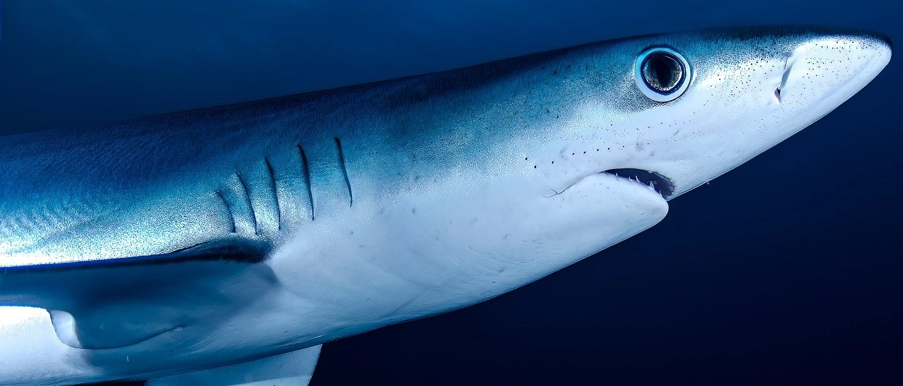 I test sono stati svolti su 13 esemplari di ‘squalo naso aguzzo’. Sconosciuti gli effetti sul comportamento degli animali e su chi mangia la loro carne