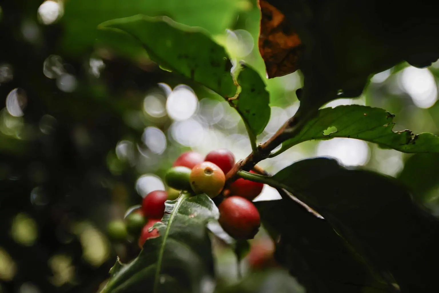 Caffè e gas naturale: l’inarrestabile corsa al rialzo delle materie prime