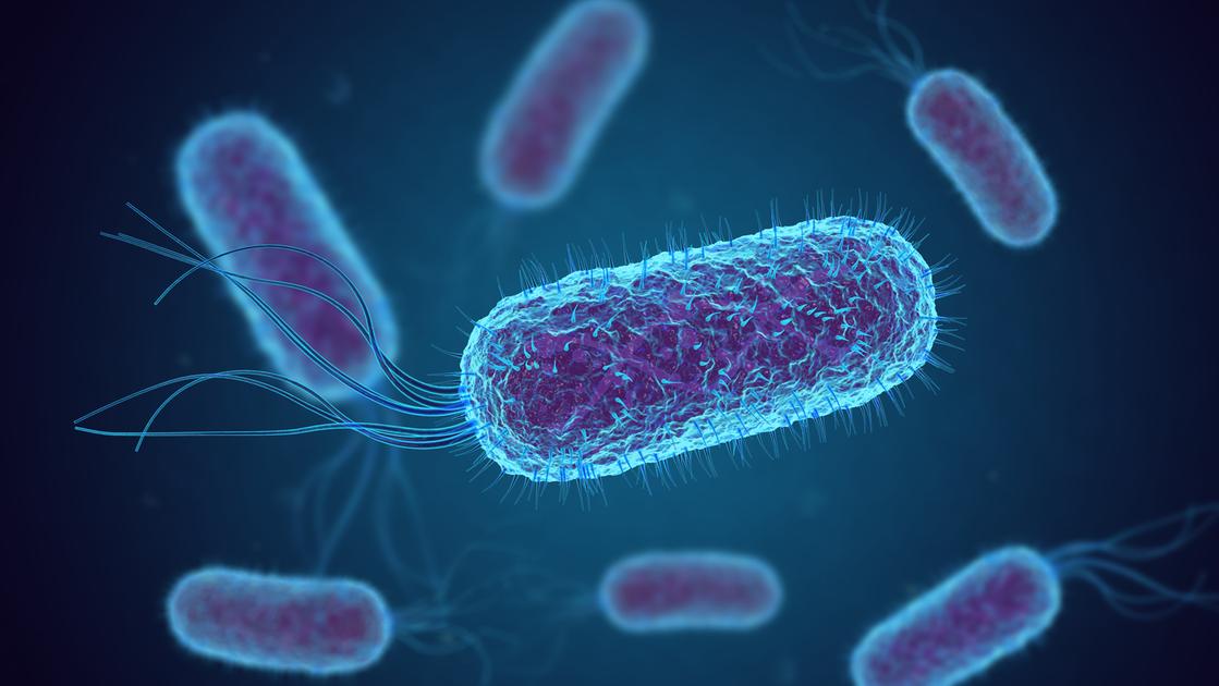 Escherichia Coli nel formaggio, ritirati una ventina di lotti di Puzzone di Moena di Predazzo e Moena Dop