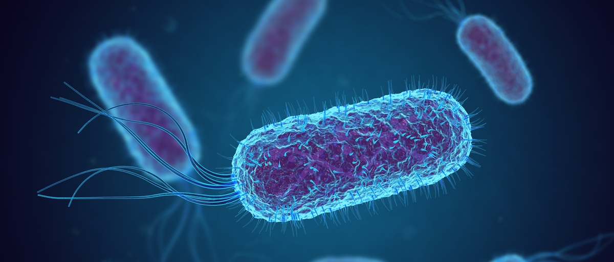 Escherichia Coli nel formaggio, ritirati una ventina di lotti di Puzzone di Moena di Predazzo e Moena Dop