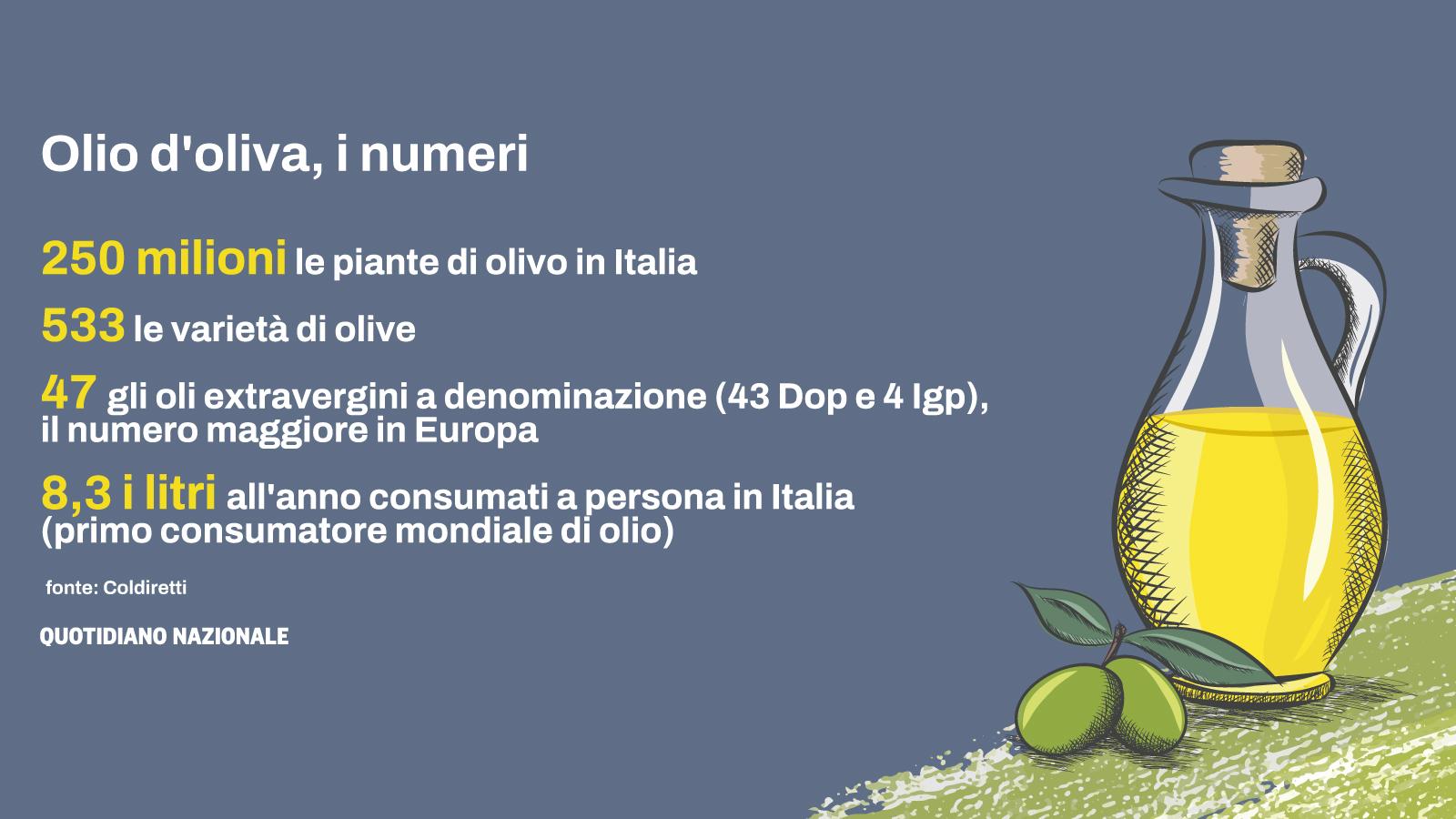 “Olio d’oliva made in Italy: dalla Xylella (batterio alieno) alla concorrenza spagnola. Ecco tutte le insidie per il nostro oro giallo”