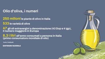 “Olio d’oliva made in Italy: dalla Xylella (batterio alieno) alla concorrenza spagnola. Ecco tutte le insidie per il nostro oro giallo”