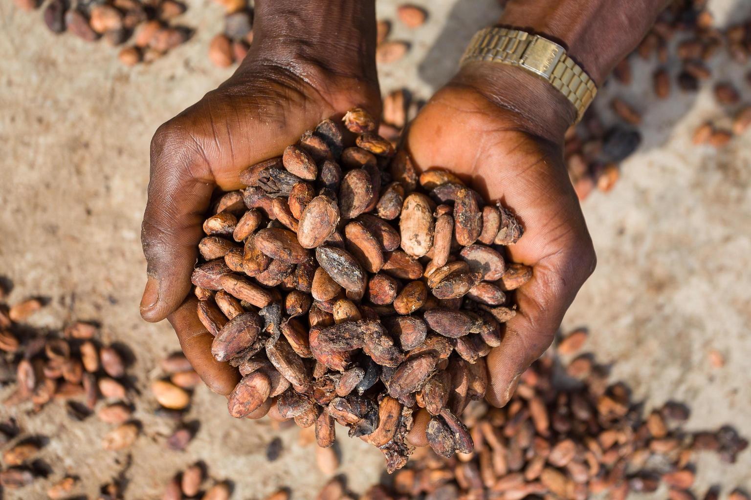 Prezzo del cacao alle stelle nel 2024: impatto sui prodotti alimentari