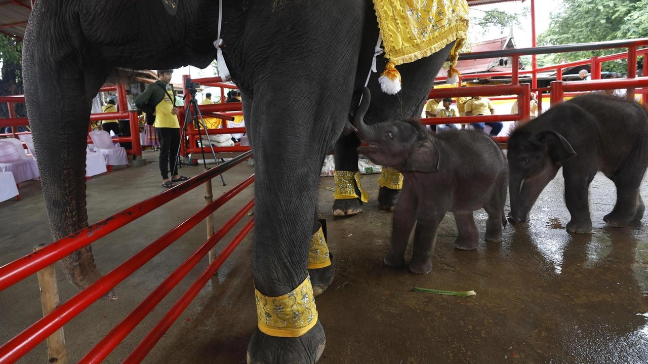 La Thailandia introduce un piano di controllo delle nascite per elefantesse selvatiche per proteggere foreste e abitanti.