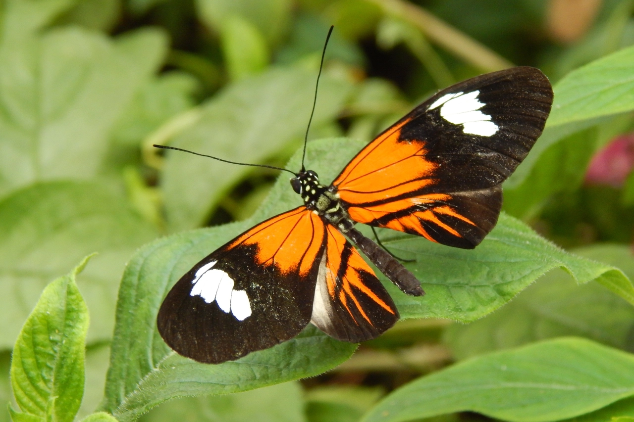 L'Heliconius elevatus, secondo uno studio pubblicato su Nature, è un ibrido