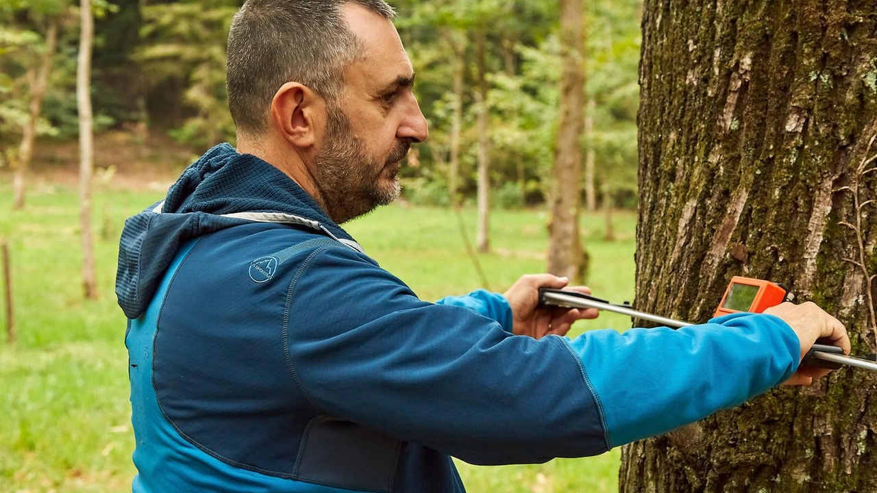 In alcune delle aree colpite dall’incendio del 2017 i partner del progetto ‘Life Climate Positive’ procederanno a eliminare parte del legno morto, aprendo spazi che finora hanno inibito la rigenerazione del bosco