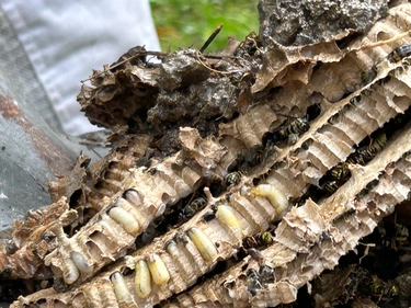 Vespe di terra, come riconoscere il nido? L’entomologo: a cosa fare attenzione e quando preoccuparsi