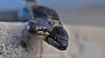 Serpente a due teste trovato in Liguria. De Cresi: “Ecco come lo abbiamo scoperto”. Ma è pericoloso?