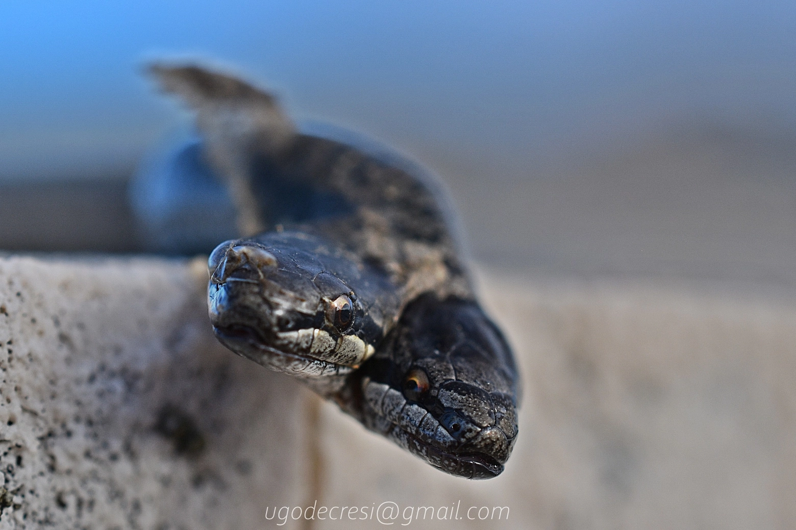 Serpente a due teste (foto Ugo de Cresi)