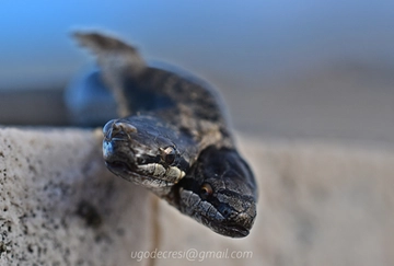 Serpente a due teste trovato in Liguria. De Cresi: “Ecco come lo abbiamo scoperto”. Ma è pericoloso?