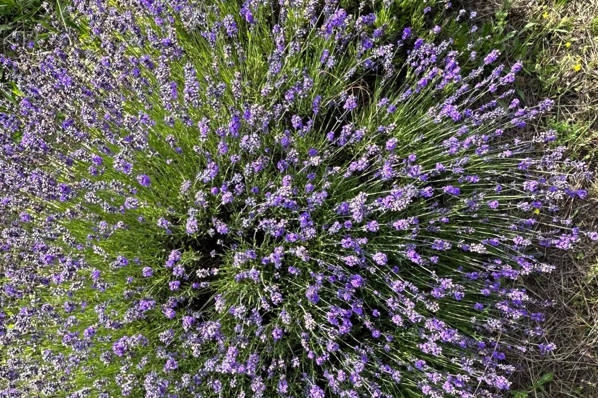 Lavanda ma non solo: il mercato delle piante officinali in Italia vale miliardi