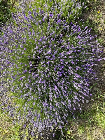 Lavanda e piante officinali in Italia, il professore: “Un mercato che vale miliardi”