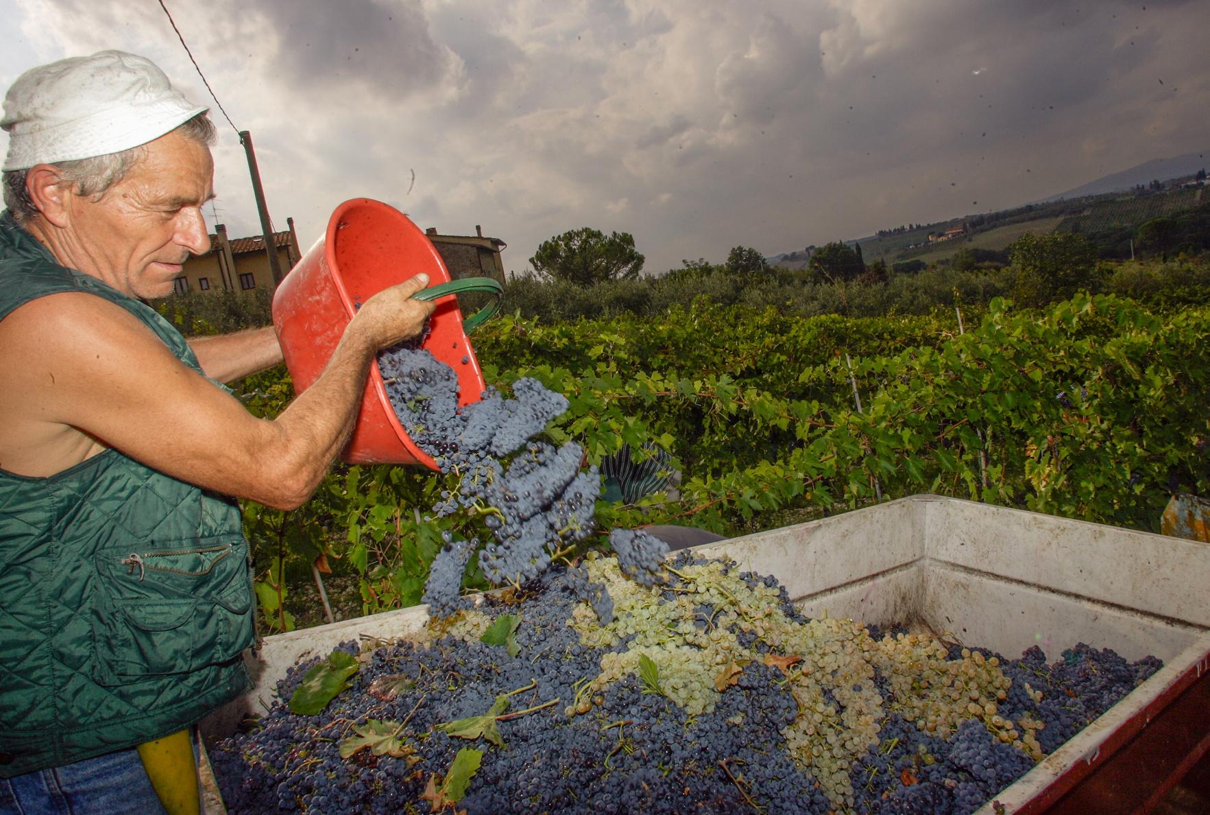 Riparte l’export dei vini italiani (ma i dati sono ancora in negativo). Il re è il prosecco