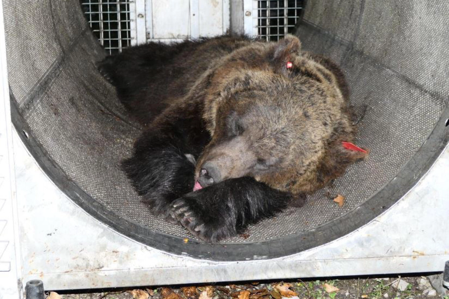 L'orsa JJ4 che ha ucciso il runner Andrea Papi il 5 aprile 2023 nei boschi di Caldes