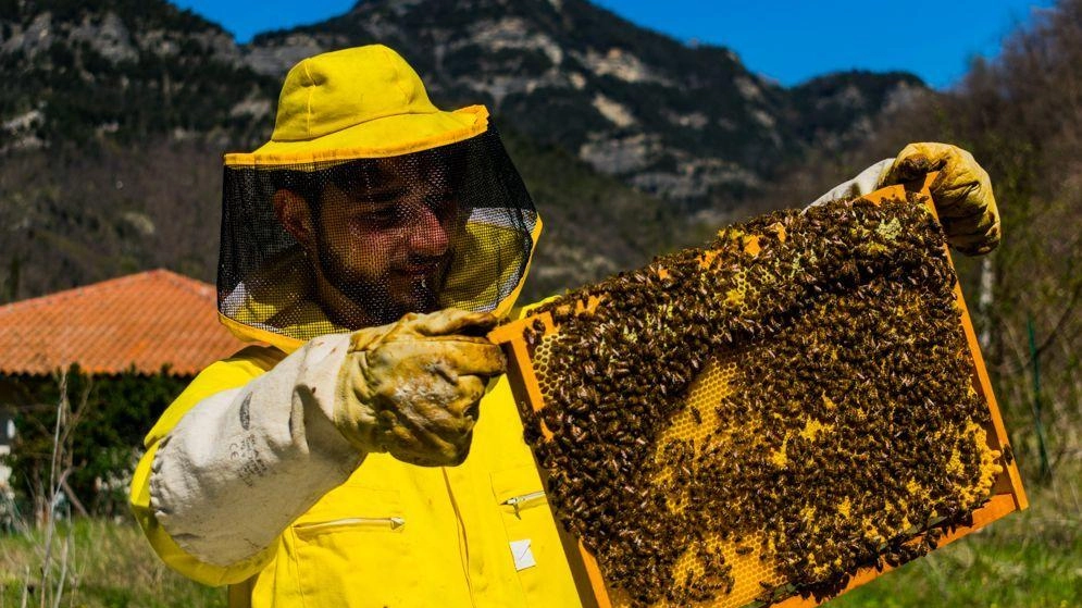 Un apicoltore mentre estrae il miele