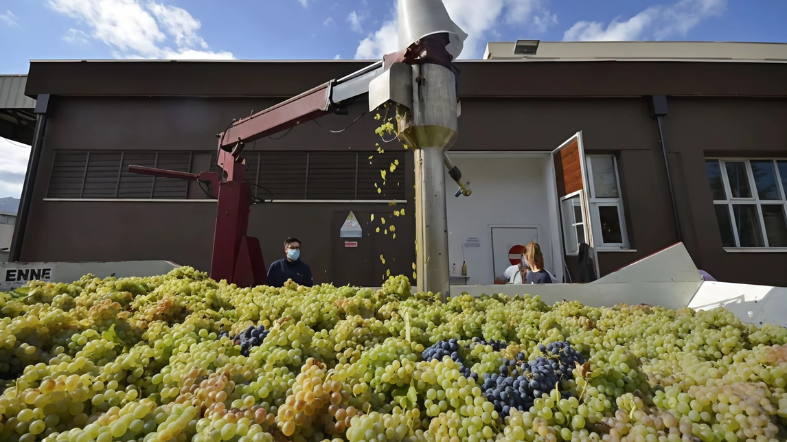 Cantine Belisario. Dal 1971 il racconto di un’eccellenza