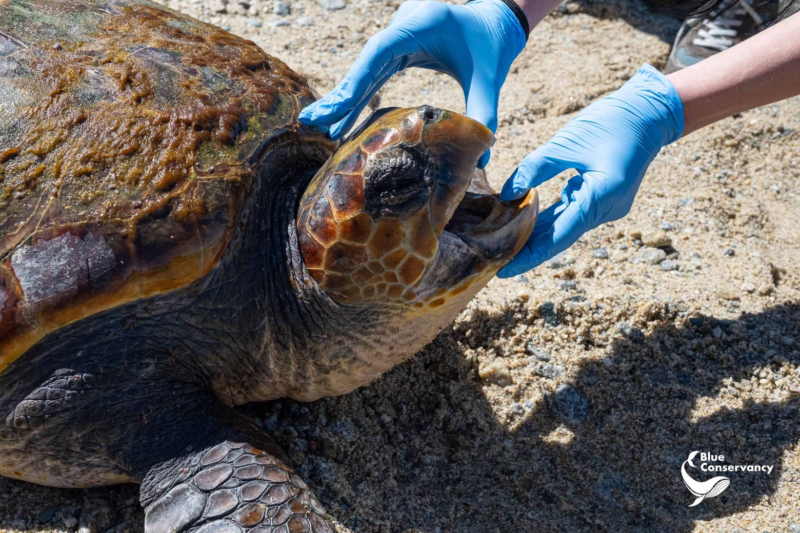 Una tartaruga caretta caretta è morta sugli scogli di Villa San Giovanni (Reggio Calabria): sarebbe stata dilaniata dall'elica di un'imbarcazione