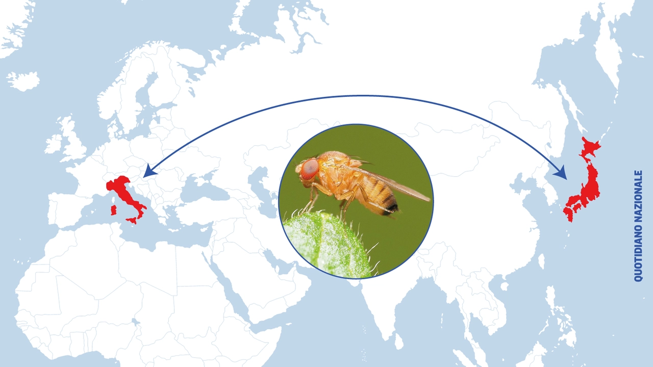 Drosophila suzukii, moscerino giapponese che attacca la frutta sull'albero, soprattutto quella a buccia tenera, e provoca gravi danni all'agricoltura