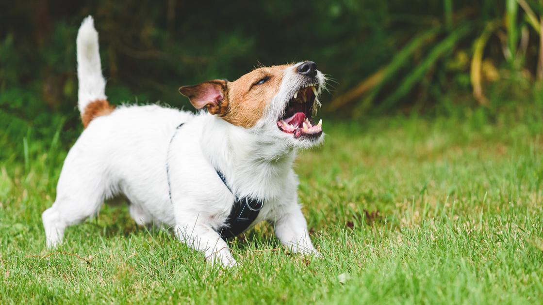 Cani e “sindrome del lupo mannaro”, un caso sospetto anche in Italia. Dalla Germania ai Paesi Bassi, cosa sta succedendo