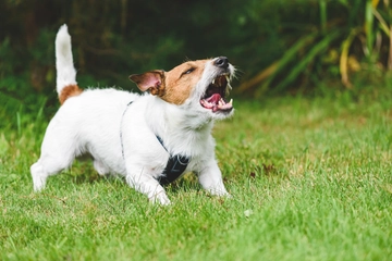 Cani e “sindrome del lupo mannaro”, un caso sospetto anche in Italia. Dalla Germania ai Paesi Bassi, cosa sta succedendo