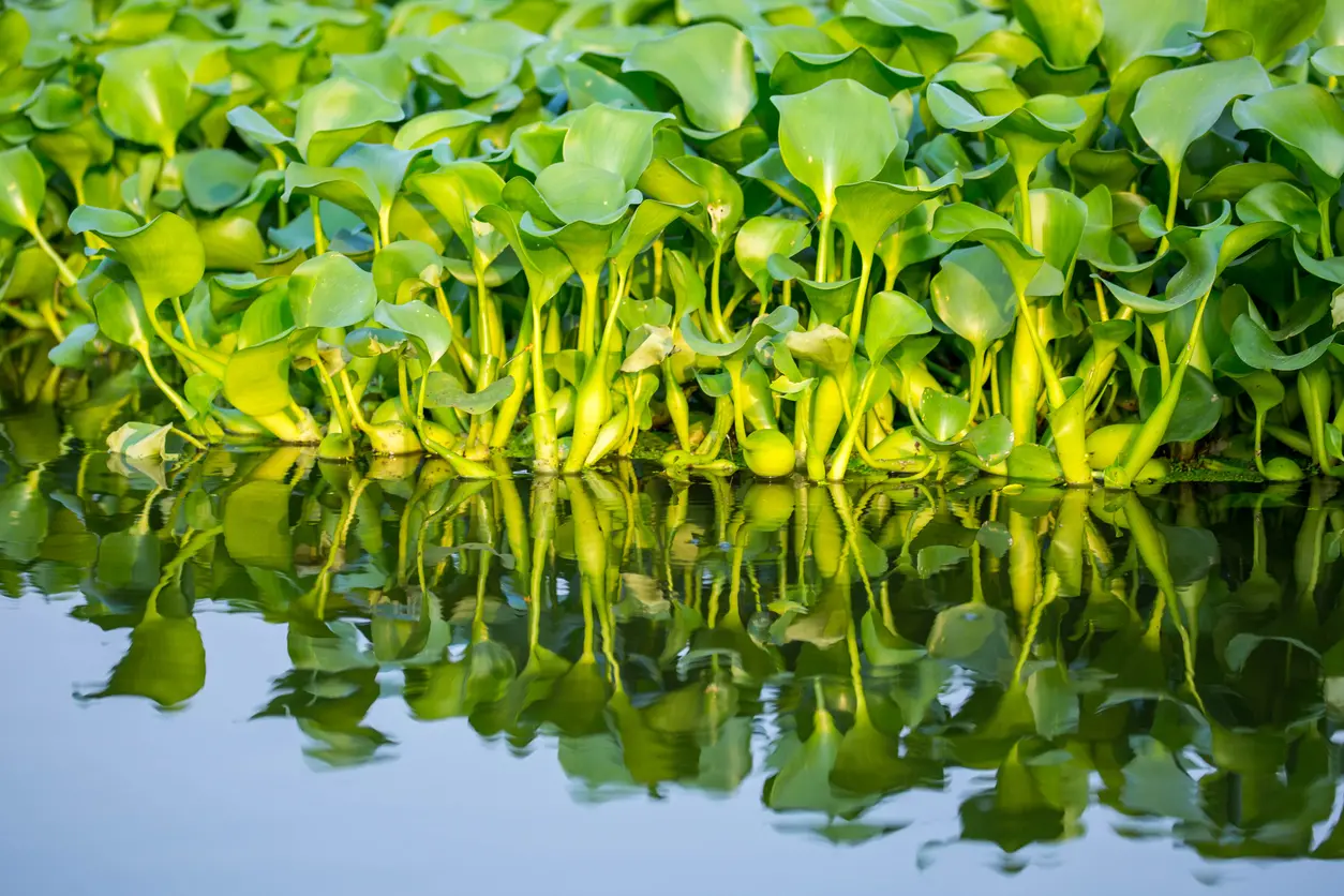 Specie aliene, l’invasione delle piante transformers “minaccia per l’ecosistema”. Napoleone, il giacinto d’acqua (e le sanzioni)