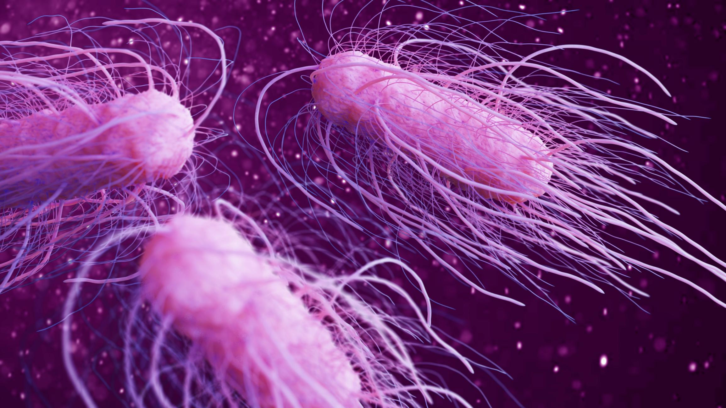 Salmonella intossicazioni da Quotidiano.net