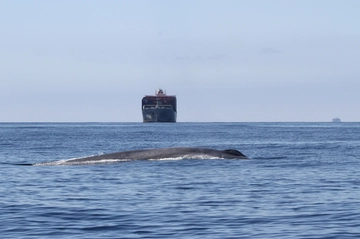 “Balene e navi, la mappa del rischio: quali sono i mari più pericolosi”