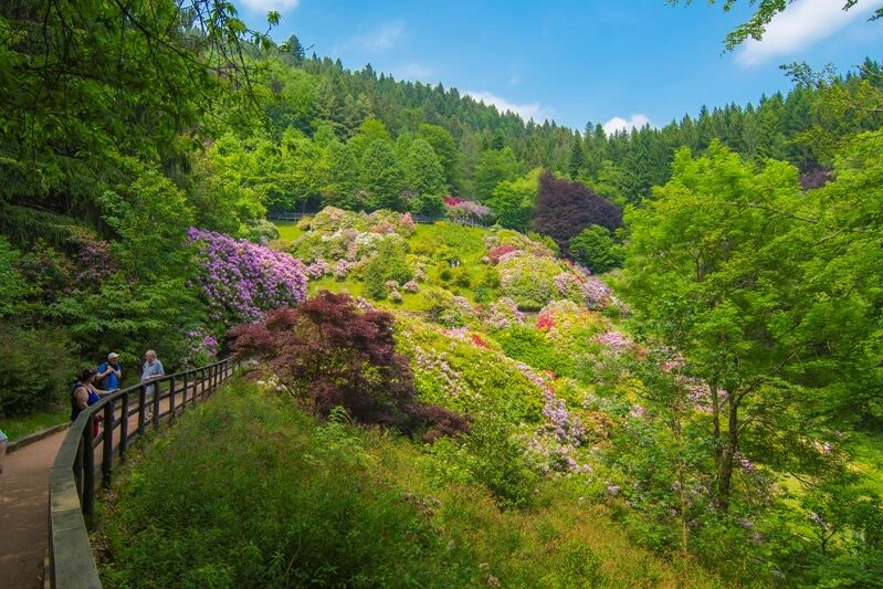 Conca dei Rododendri all'Oasi Zegna