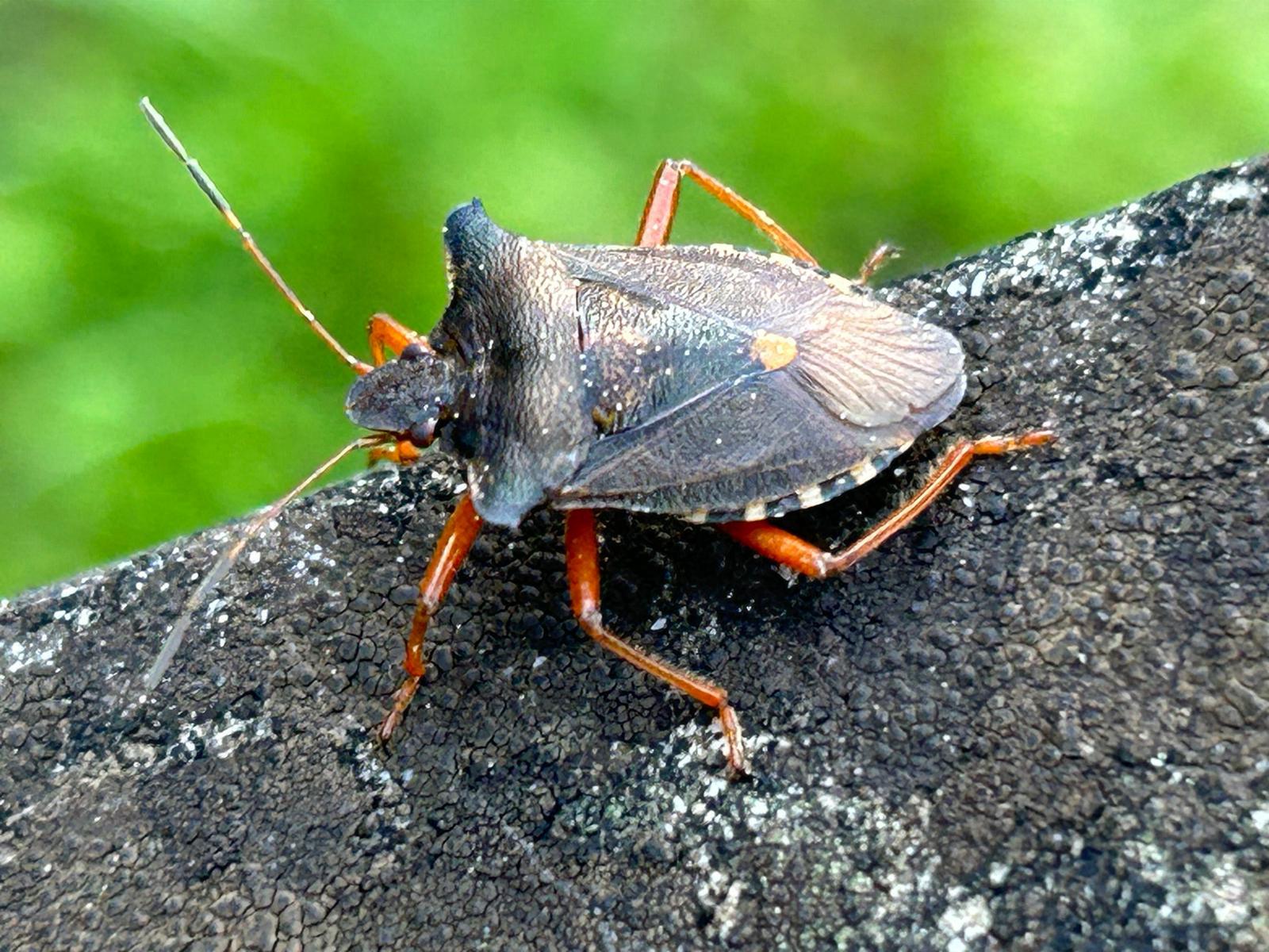 Cimice asiatica