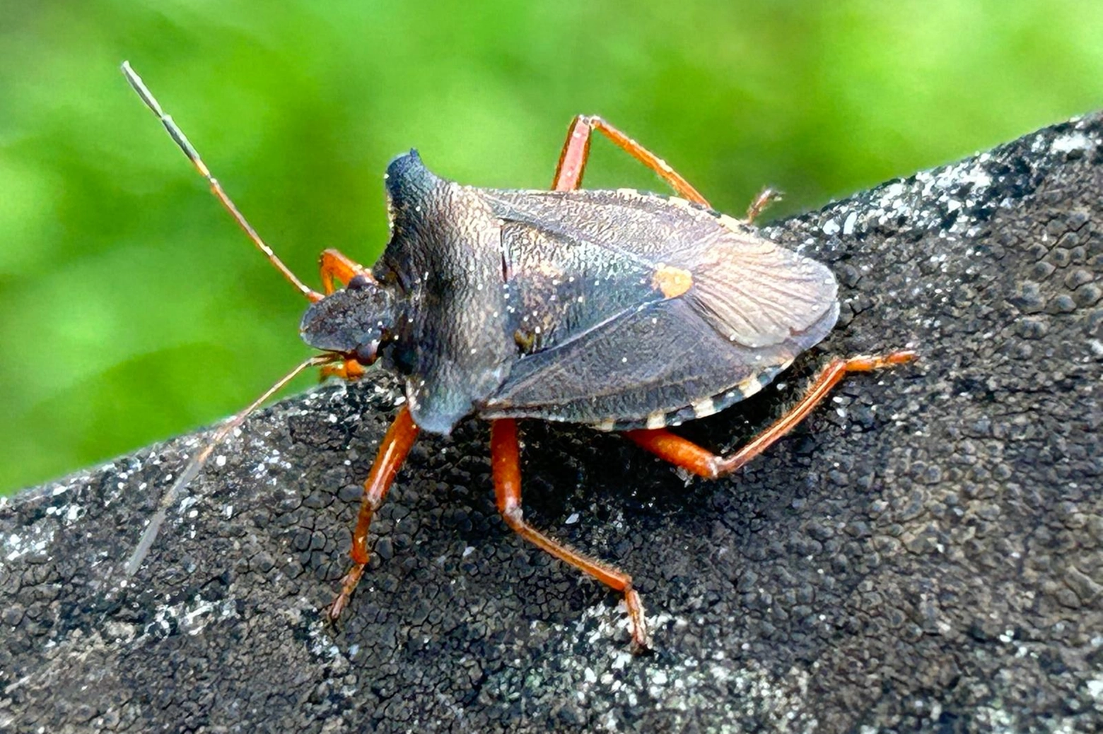 Gli esperti hanno calcolato che la cimice asiatica provoca 300 milioni di danni all'anno solo alla frutta della Val Padana