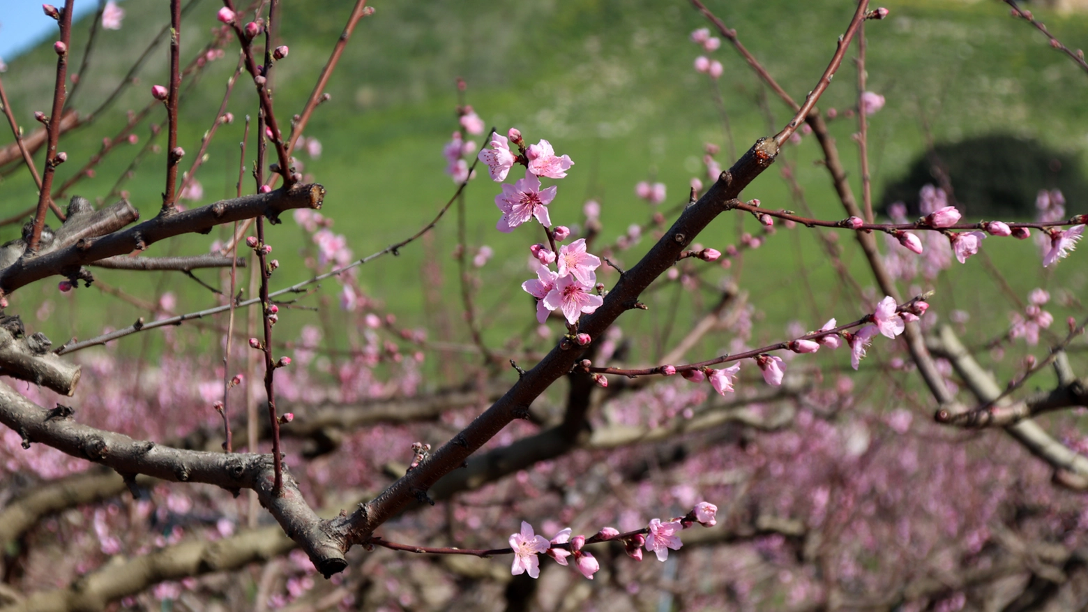 Equinozio di primavera - Crediti iStock Photo