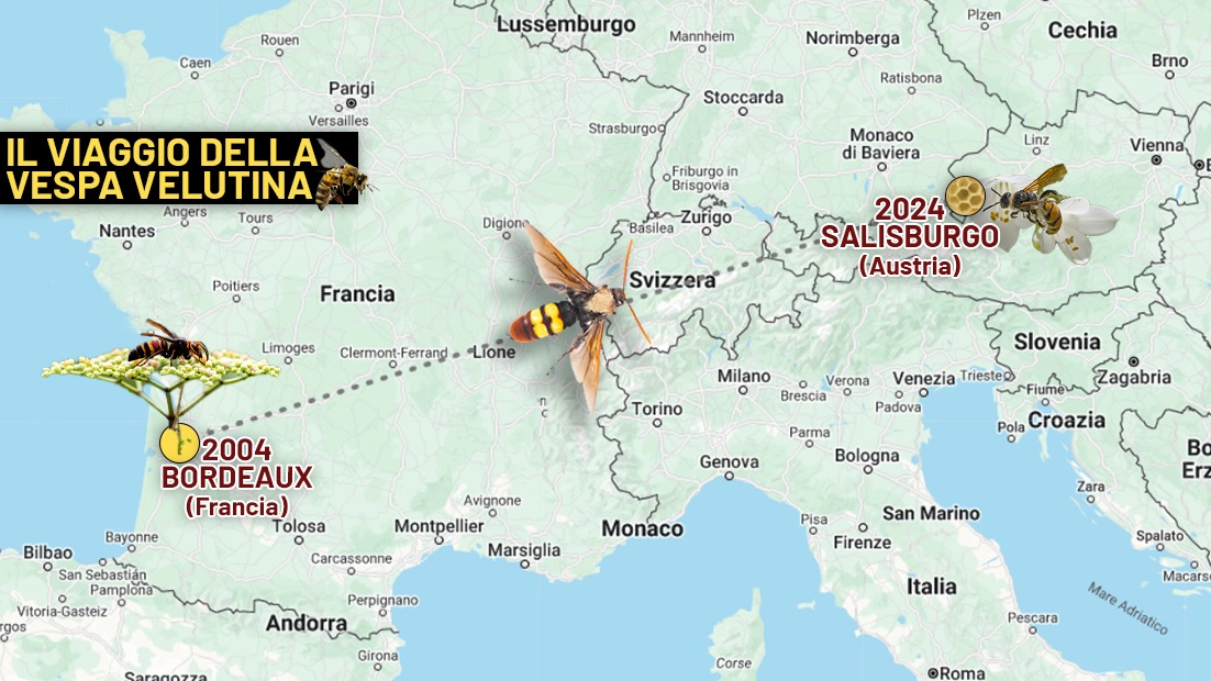 Il lungo viaggio della Vespa velutina, dalla Francia all'Austria