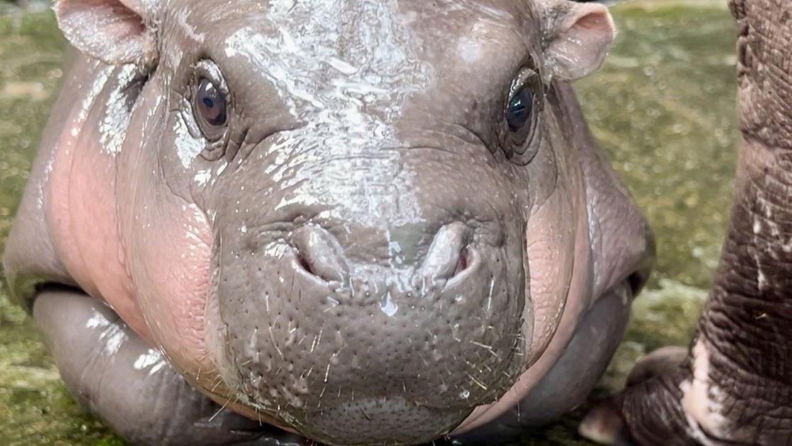 L’ippopotamo pigmeo Moo Deng è una star dei social, ma il comportamento dei suoi fan la sta mettendo in pericolo