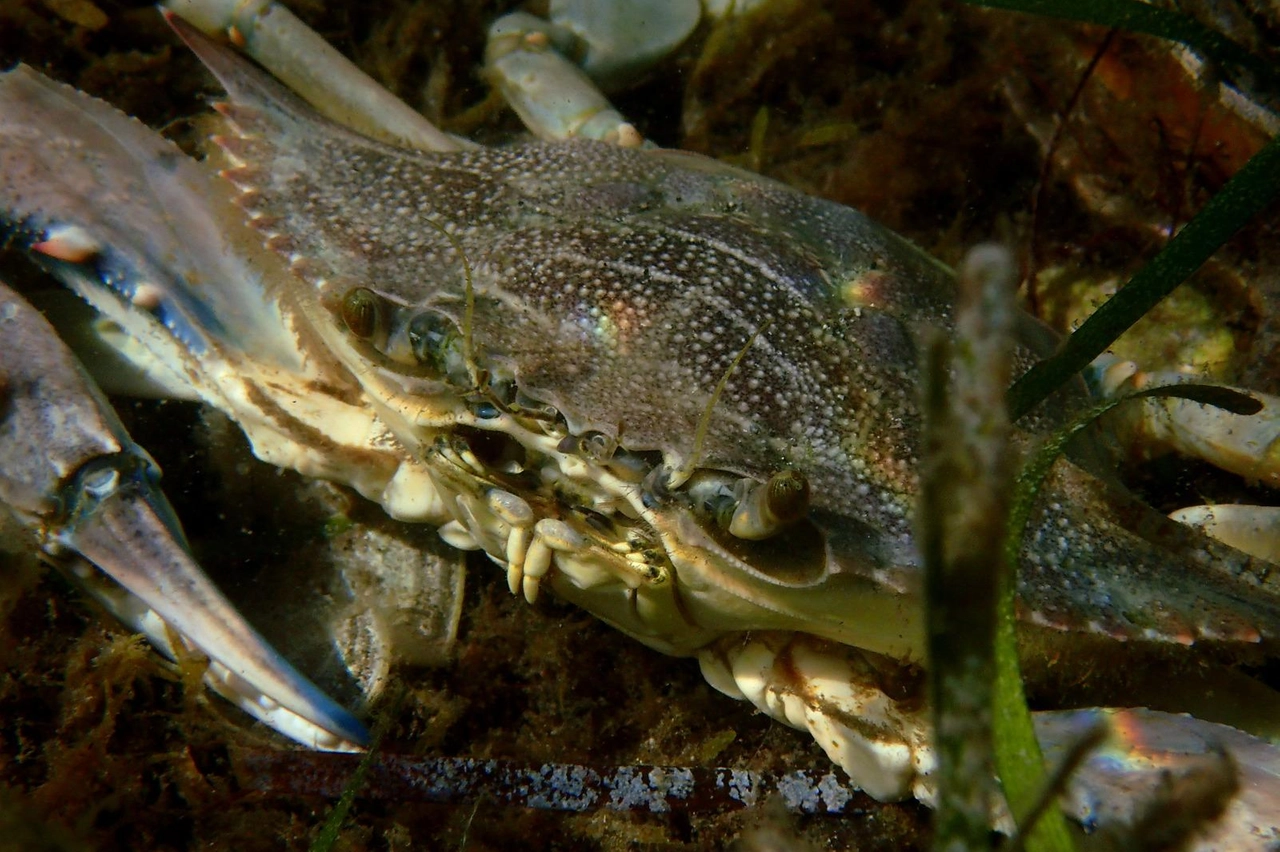 Il granchio blu Callinectes sapidus (foto Francesco Tiralongo)