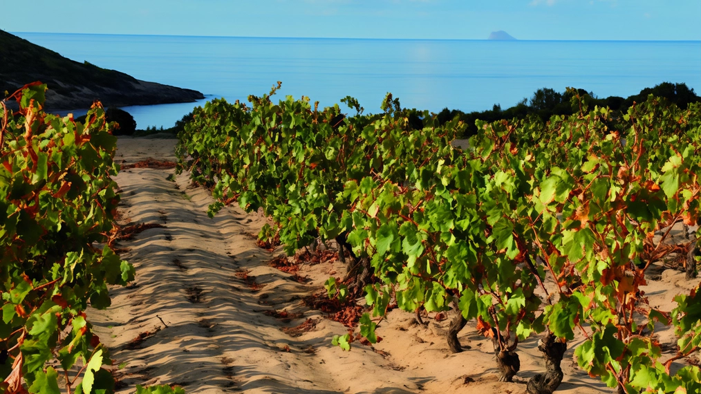 Vigneti di Carignano con vista sul mare