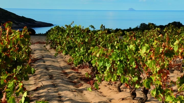 Cantina Santadi, la valorizzazione del Carignano e l’orgoglio del Sulcis