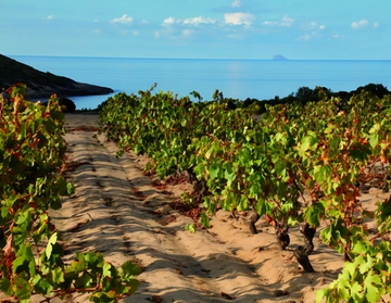 Cantina Santadi, la valorizzazione del Carignano e l’orgoglio del Sulcis