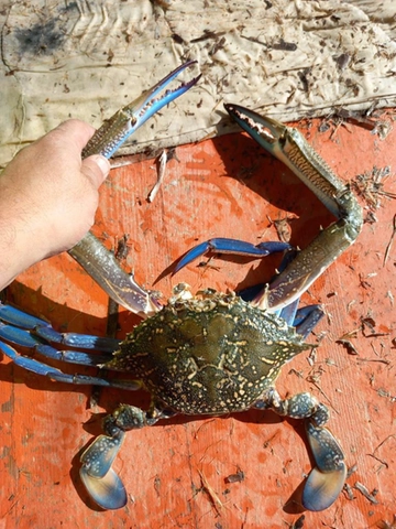 Specie aliene, invasione nel Mediterraneo. Lo scienziato: “Ecco l’altro granchio blu, il nuotatore. Cosa sono gli animali lessepsiani e perché si chiamano così”