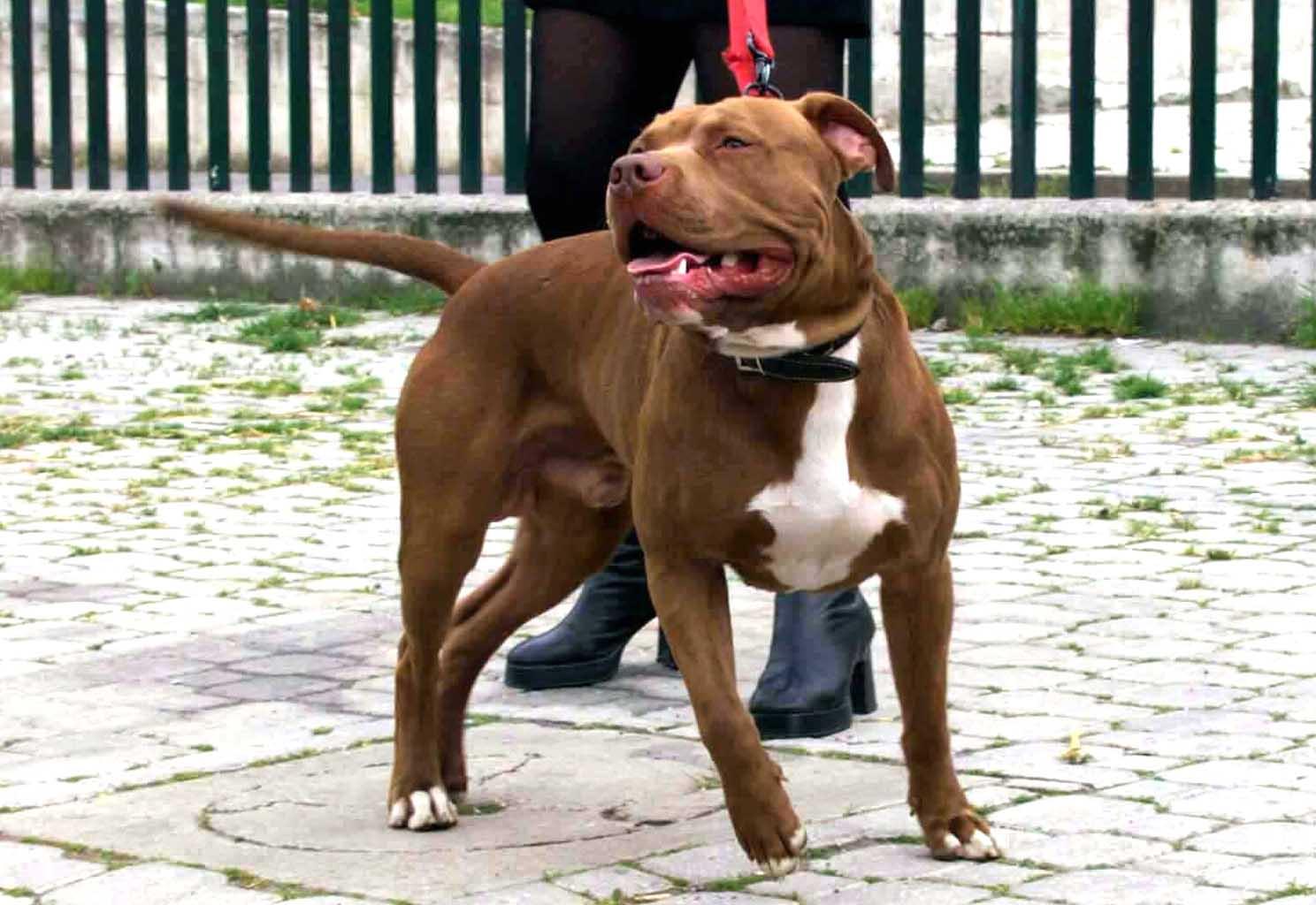 Acerra, bimba di 9 mesi muore sbranata da un pitbull mentre dormiva con il padre