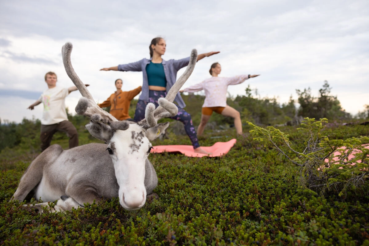 Vesku, la renna influencer, ambasciatrice della Finlandia: vicino a lei lezione di yoga
