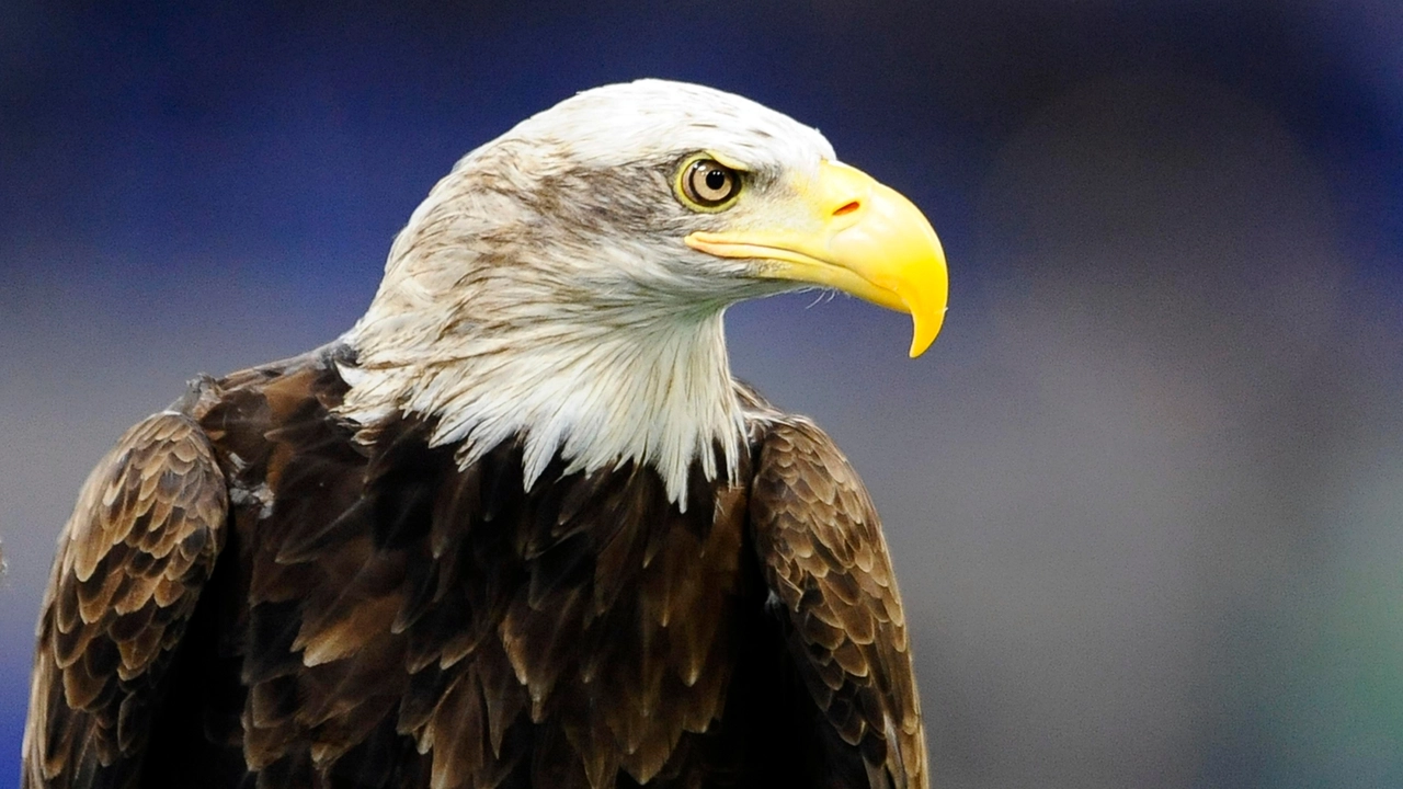 Olimpia, l'aquila della Lazio