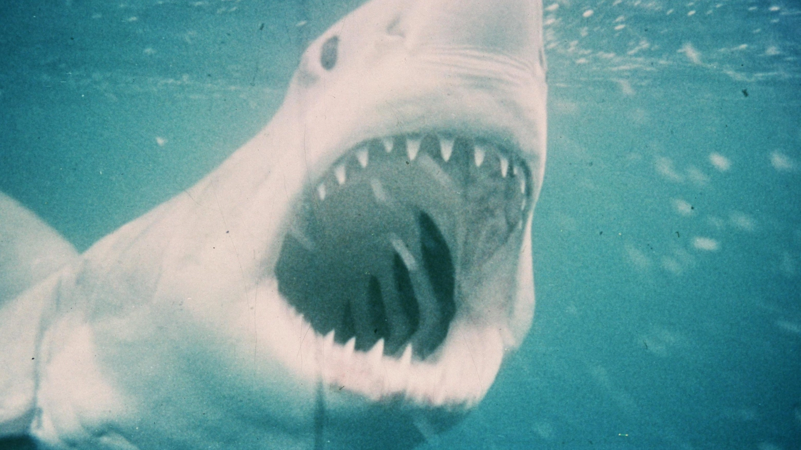 Dai numerosi ‘Lo Squalo’ di Steven Spielberg alla saga di ‘Sharknad’: esempi di film più o meno riusciti