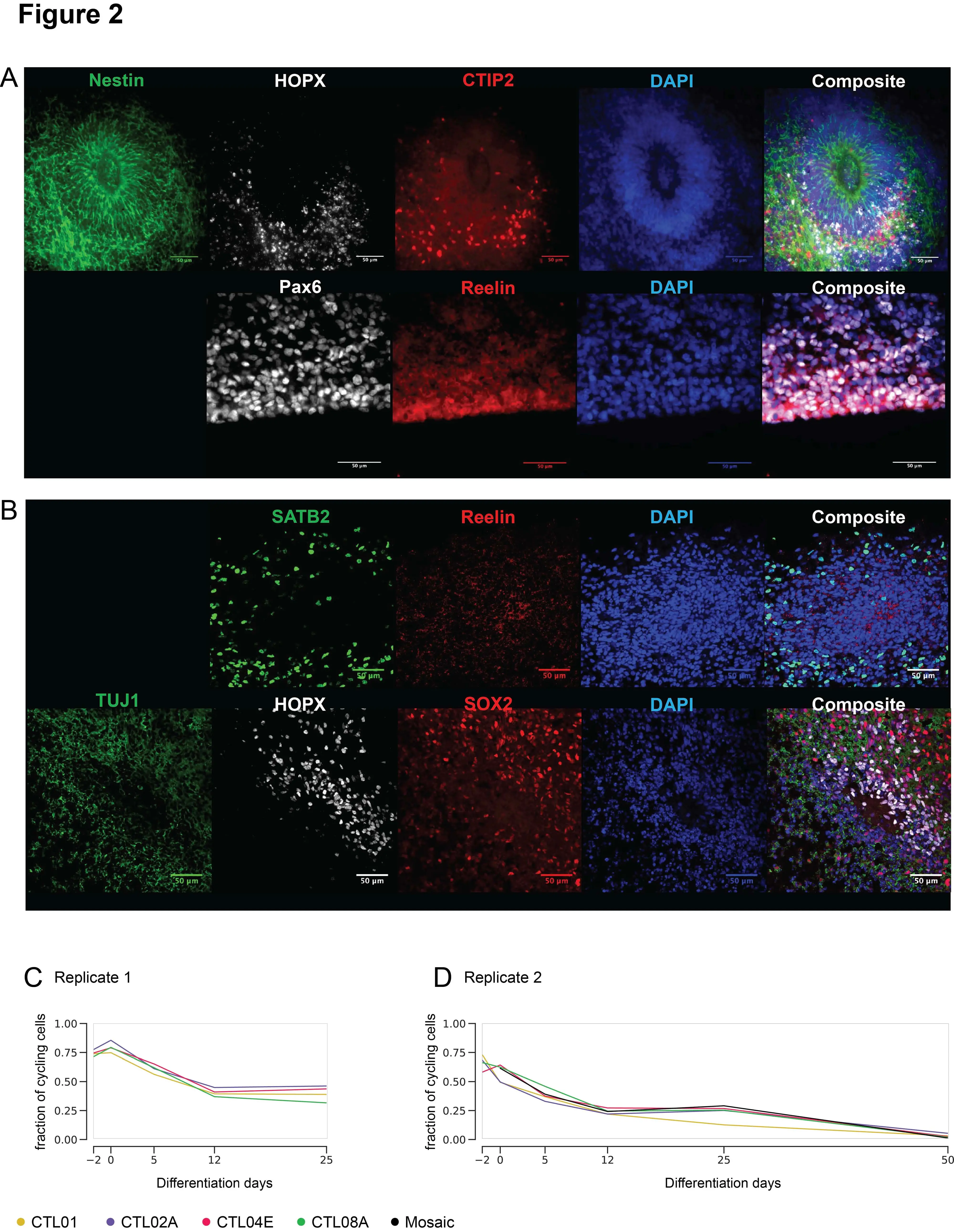 Organoidi mosaico, nuovo strumento per studiare il cervello umano su più individui contemporaneamente