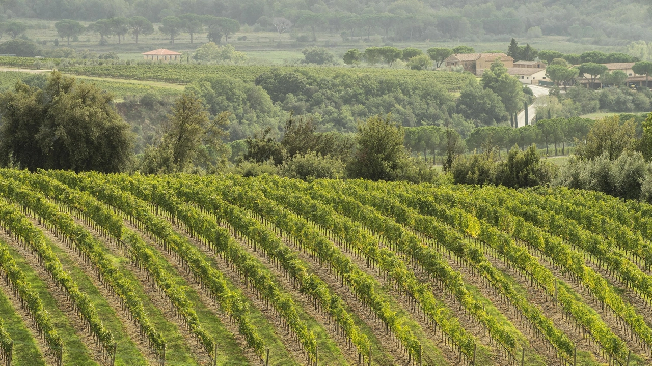 Montalcino non conosce crisi. Classifiche e punteggi al top e il Brunello continua a volare. In crescita anche il Rosso