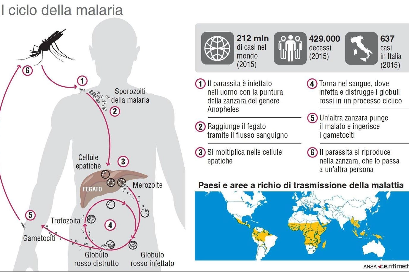 Malaria (infografica Ansa)