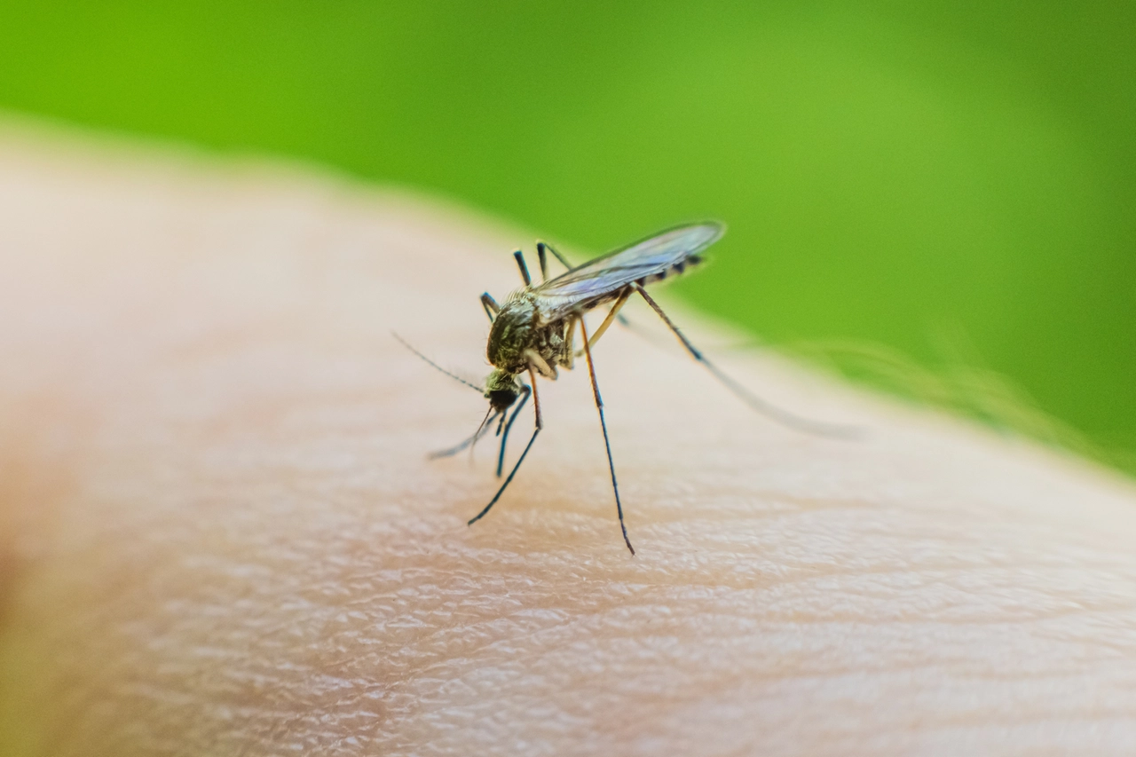 La malaria è trasmessa dalla zanzara Anopheles