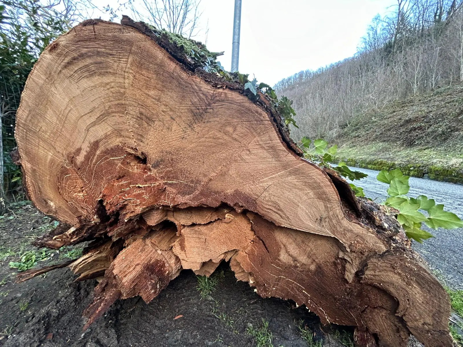 Alberi pericolosi, il professore: “Quali sono le specie da evitare lungo le strade”