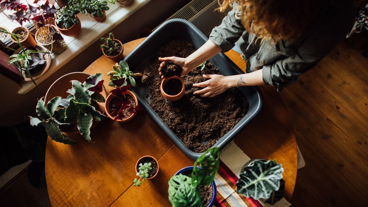 Piante autunnali - Crediti iStock Photo