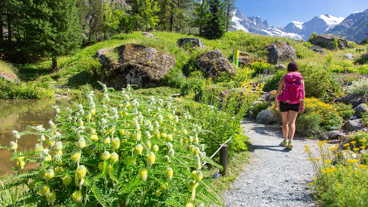 Si va dai 1.400 metri di Castello Savoia ai 2.173 del Sussurea, il più alto d’Europa. Da non perdere anche il Paradisia e il Chanousia. La pettacolare fioritura avvien tra luglio e agoto; ecco dove sono e come arrivarci